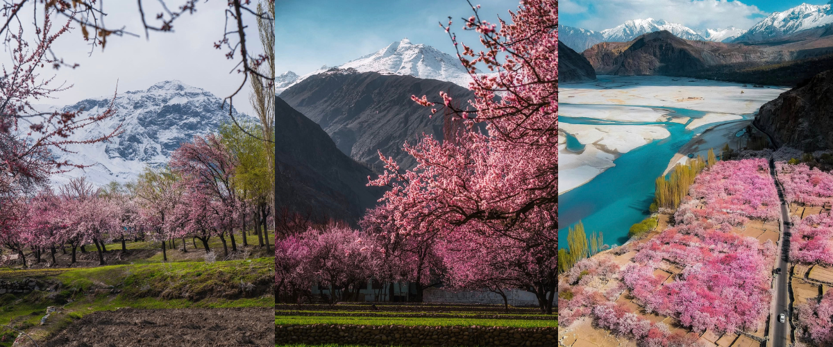 HUNZA VALLEY CHERRY BLOSSOM TOURS AND PACKAGES 2026